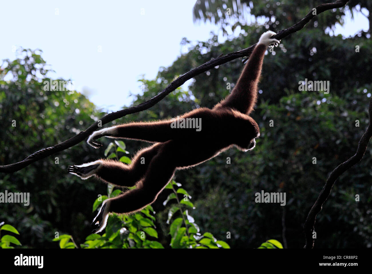 Lar o bianco-consegnato gibbone (Hylobates lar) sulla struttura ad albero, Singapore, Asia Foto Stock