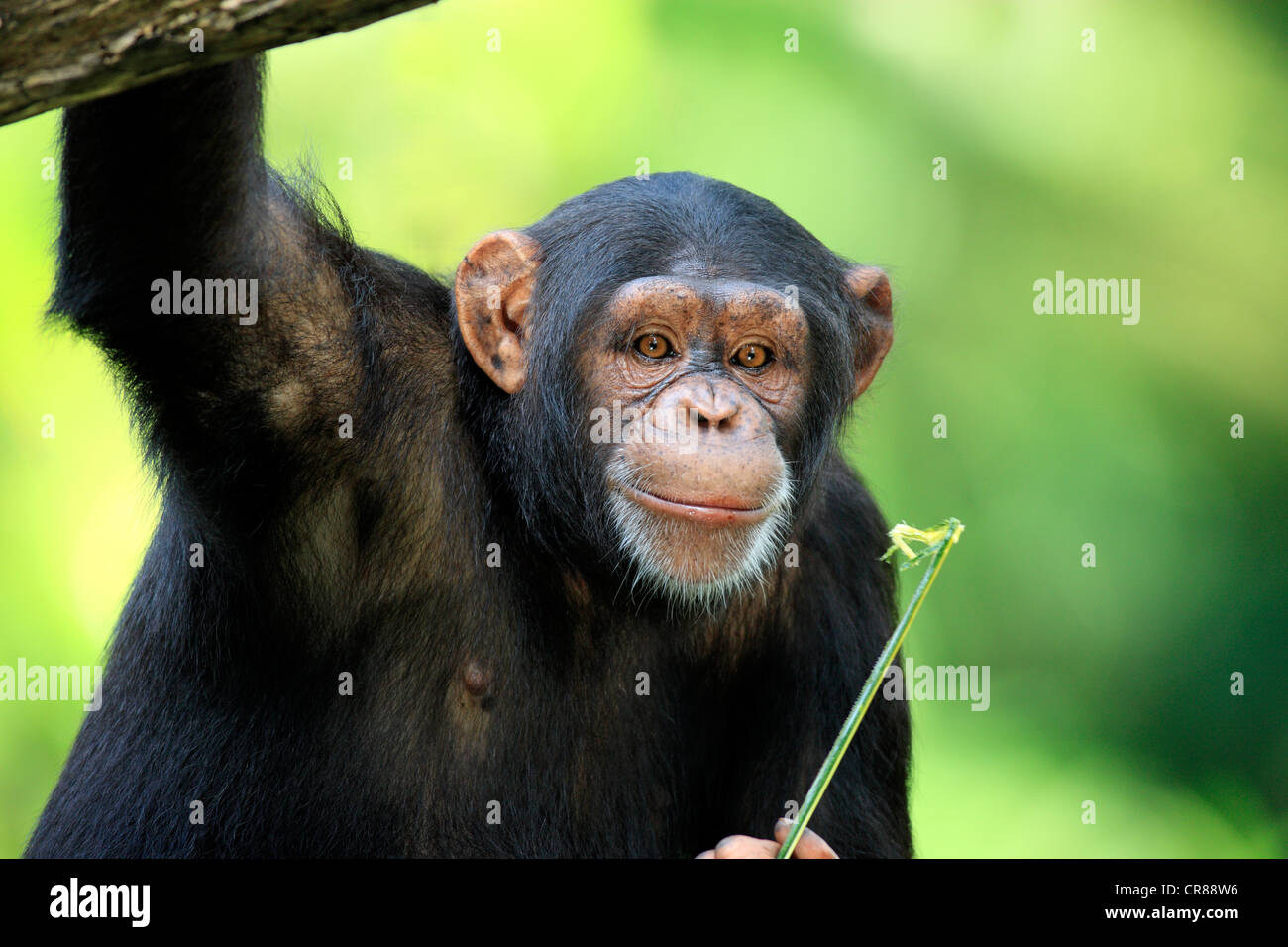 Uno scimpanzé (Pan troglodytes troglodytes), Adulto, Singapore, Asia Foto Stock