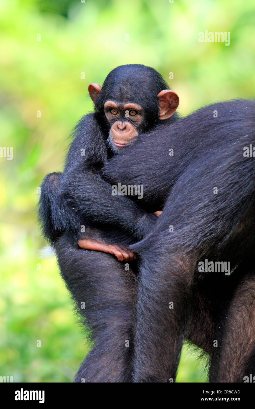 Uno scimpanzé (Pan troglodytes troglodytes), femmina adulta con giovani, Singapore, Asia Foto Stock