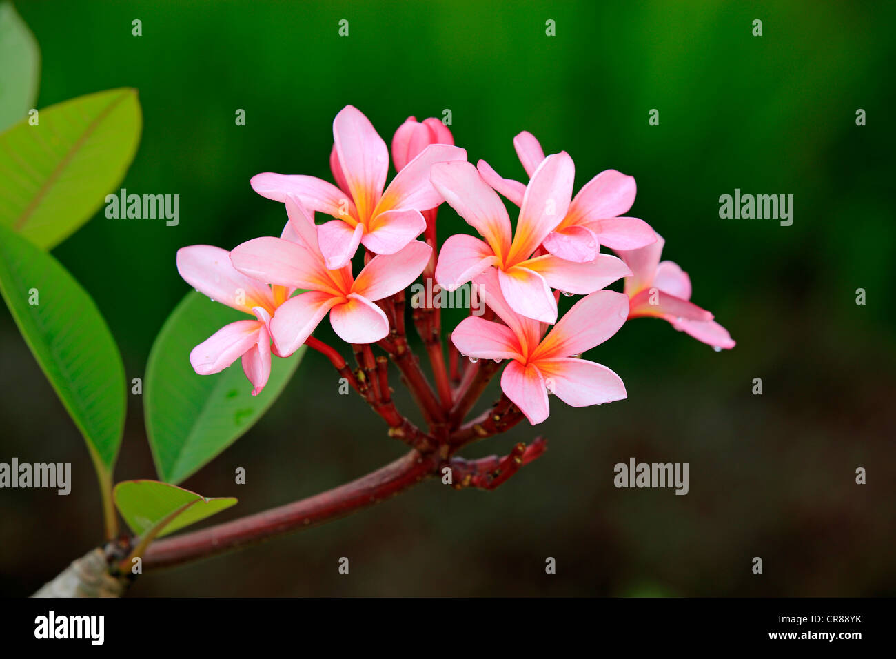Rosa o pudica frangipani (Plumeria pudica), fiori, Kota Kinabalu, Sabah, Malesia, Borneo, Asia Foto Stock