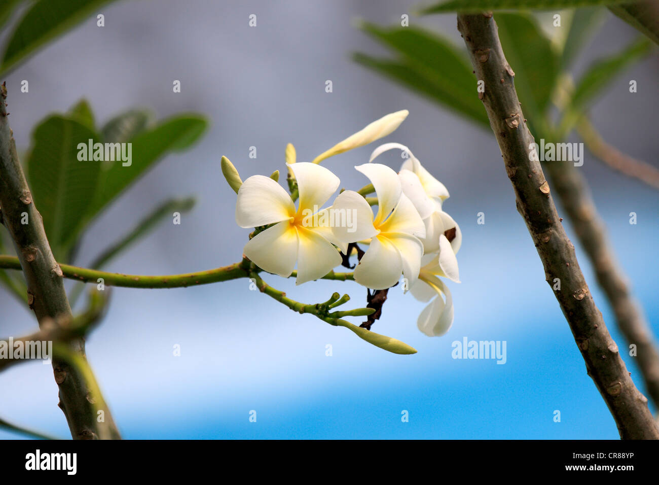 Il frangipani bianco (Plumeria pudica), fiori, Kota Kinabalu, Sabah, Malesia, Borneo, Asia Foto Stock