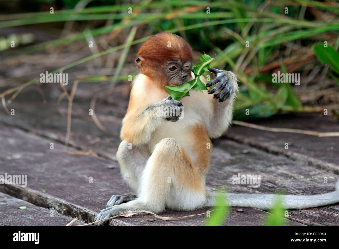 Proboscide di scimmia o a becco lungo (scimmia Nasalis larvatus), giovane, Labuk Bay, Sabah Borneo, Malaysia, Asia Foto Stock