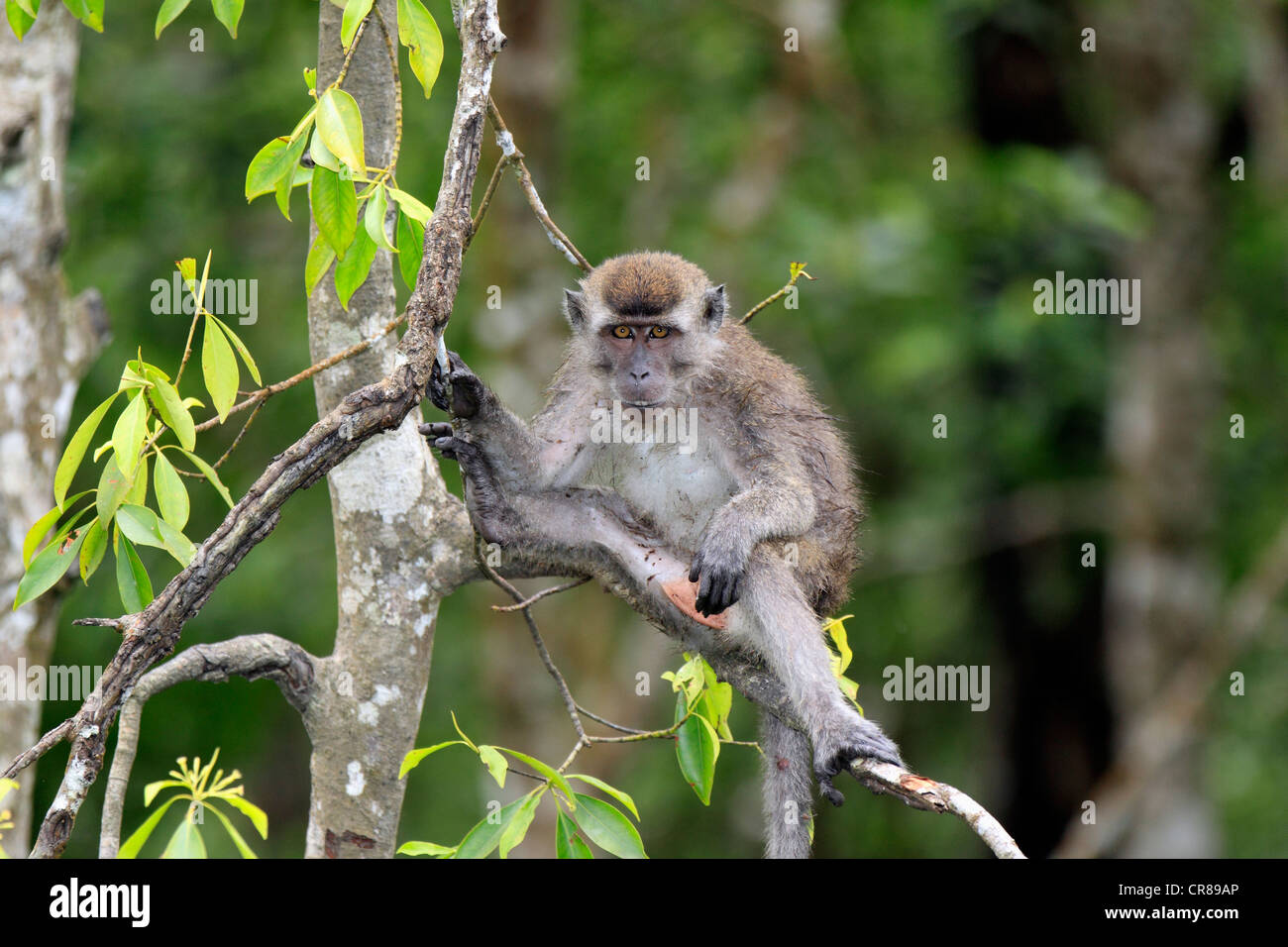 Lunga coda Macaque (Macaca fascicularis), sub-adulto su albero, Labuk Bay, Sabah Borneo, Malaysia, Asia Foto Stock