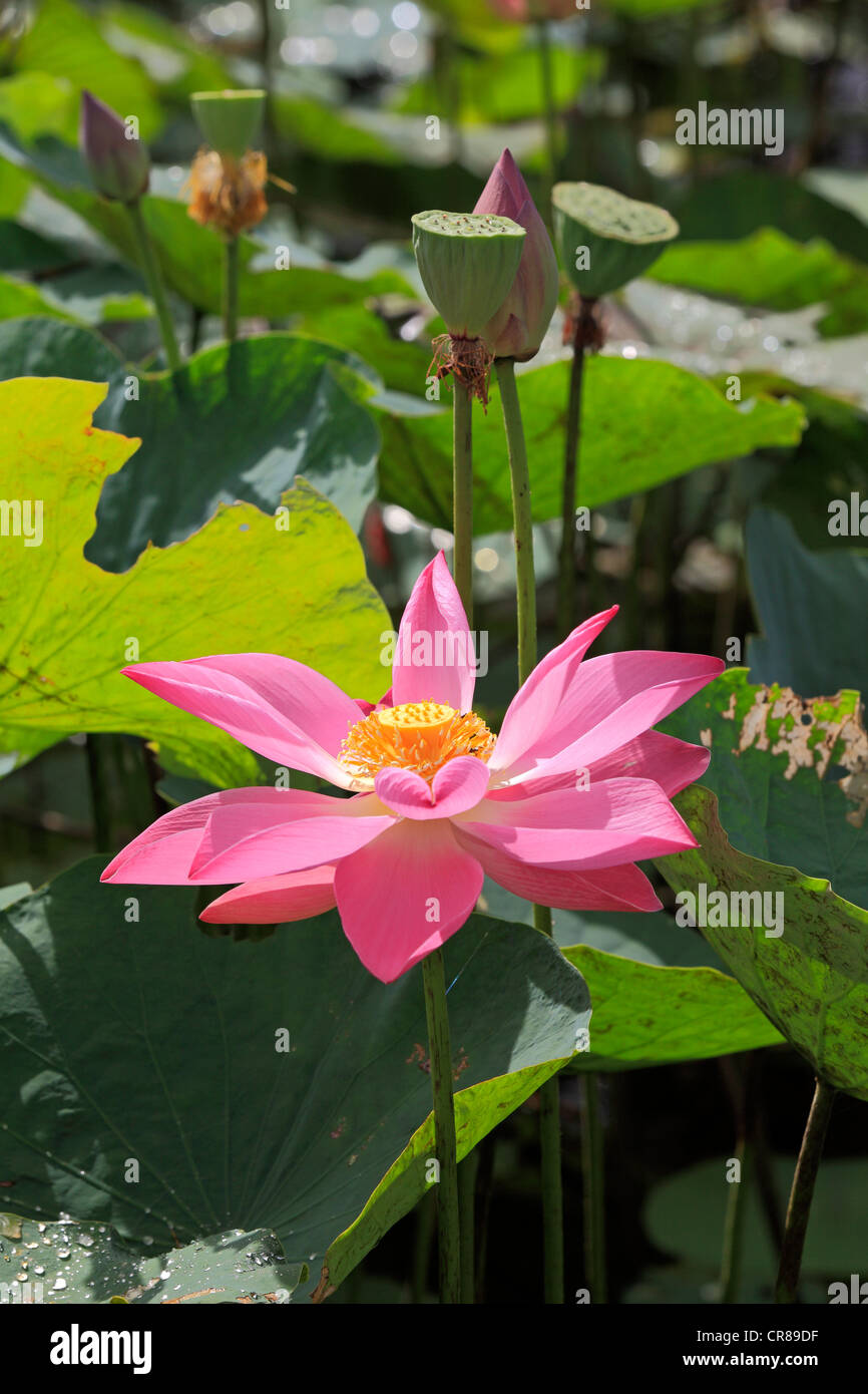 Indian lotus (Nelumbo nucifera), fiore, Kota Kinabalu, Sabah, Malesia, Borneo, sud-est asiatico Foto Stock