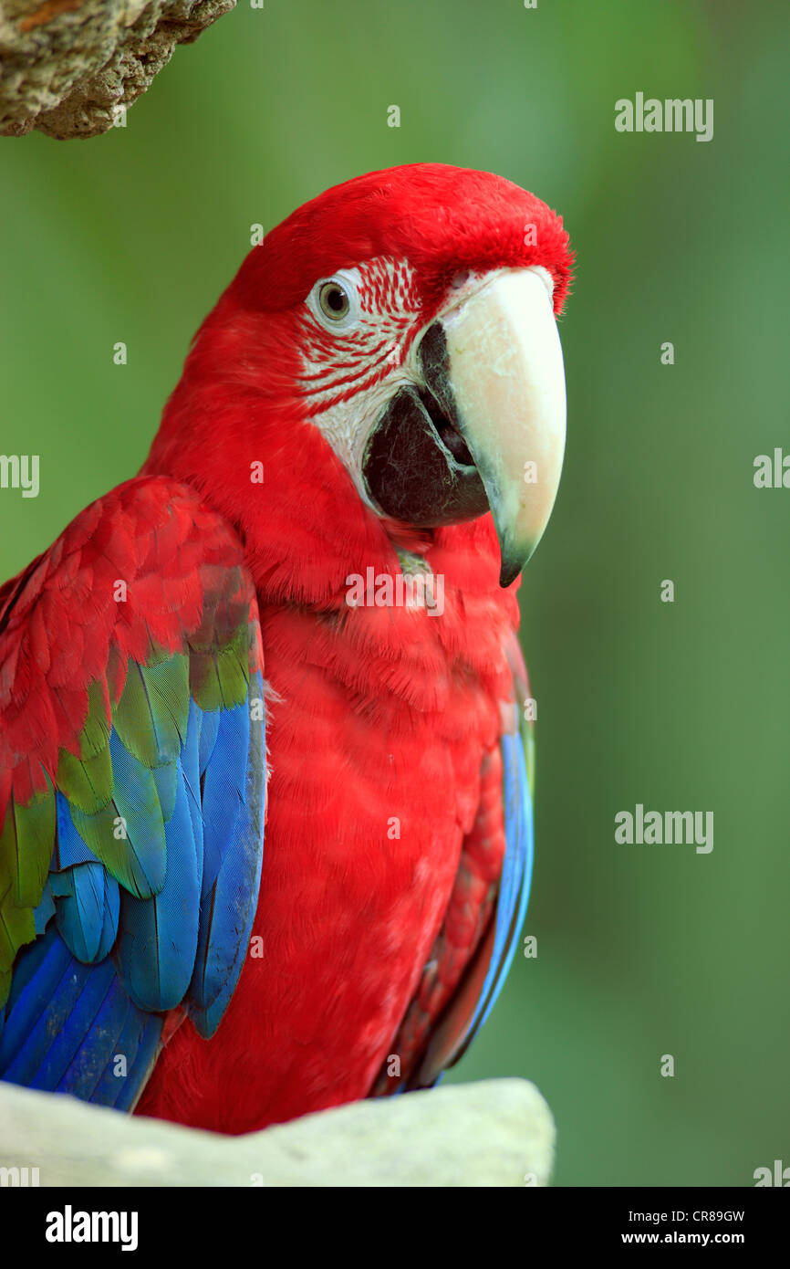 Rosso-verde Macaw (Ara chloroptera), Singapore, Sud-est asiatico Foto Stock