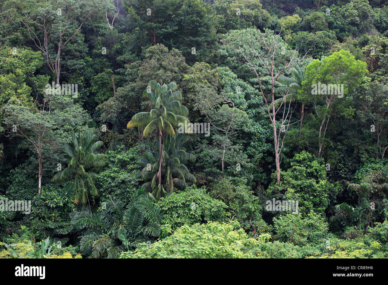 Foresta di pioggia, Sabah, Malesia, Borneo, sud-est asiatico Foto Stock