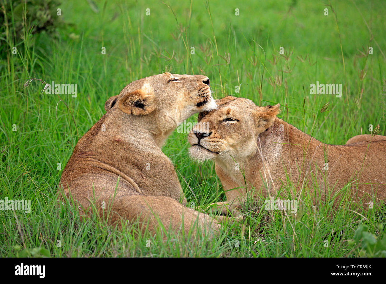 Due leonesse (Panthera leo), il comportamento sociale, Sabi Sabi Game Reserve, Kruger National Park, Sud Africa e Africa Foto Stock