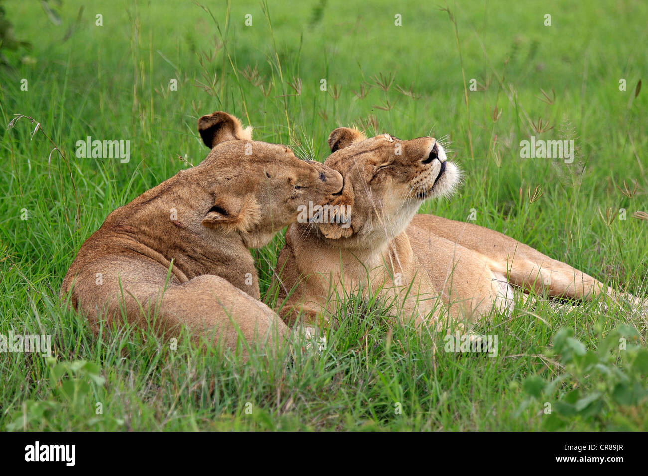 Due leonesse (Panthera leo), il comportamento sociale, Sabi Sabi Game Reserve, Kruger National Park, Sud Africa e Africa Foto Stock