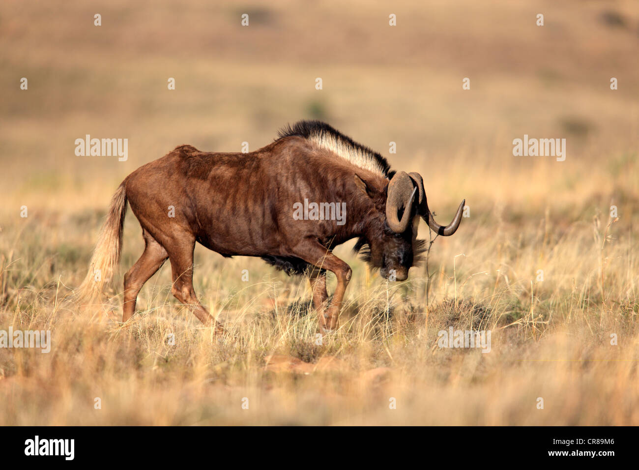 Nero (Gnu Connochaetes gnou), Adulto, Mountain Zebra National Park, Sud Africa e Africa Foto Stock