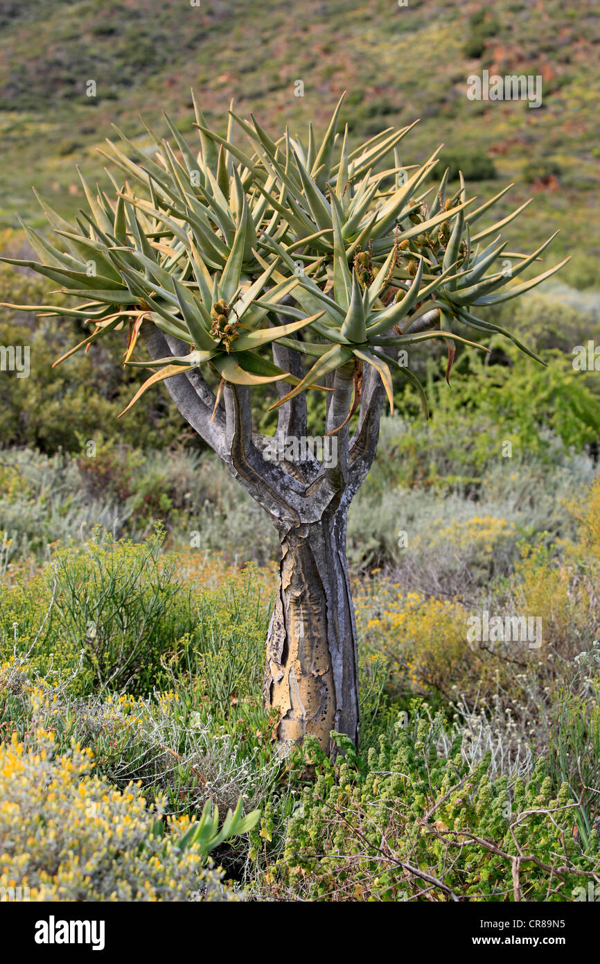 Faretra albero o Kocurboom (Aloe dichotoma), Karoo Desert Botanical Garden, Worcester, Western Cape, Sud Africa e Africa Foto Stock