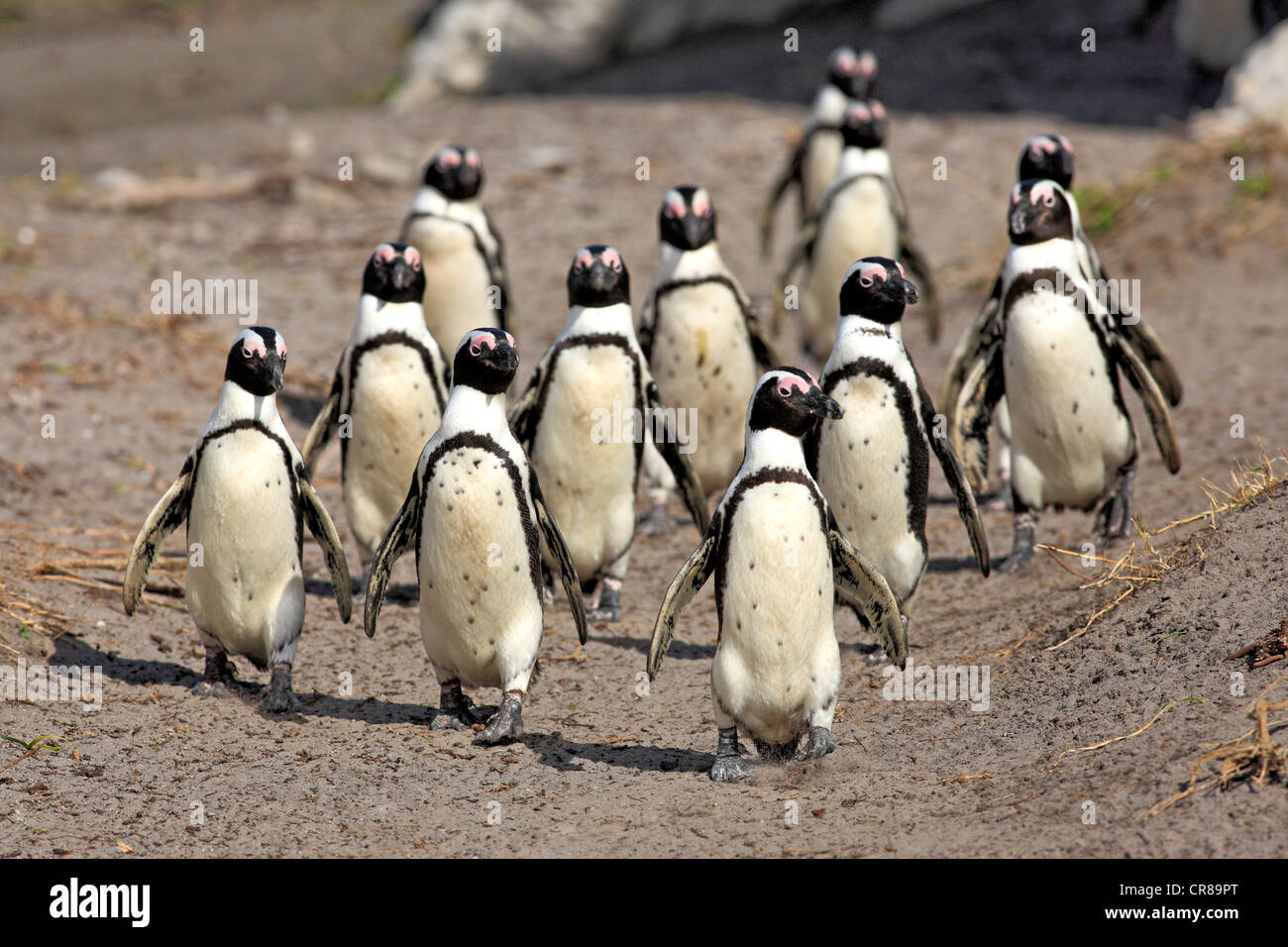 Gruppo di Pinguini africani o nero-footed pinguini (Spheniscus demersus) camminando lungo una spiaggia, Betty's Bay, Sud Africa Foto Stock