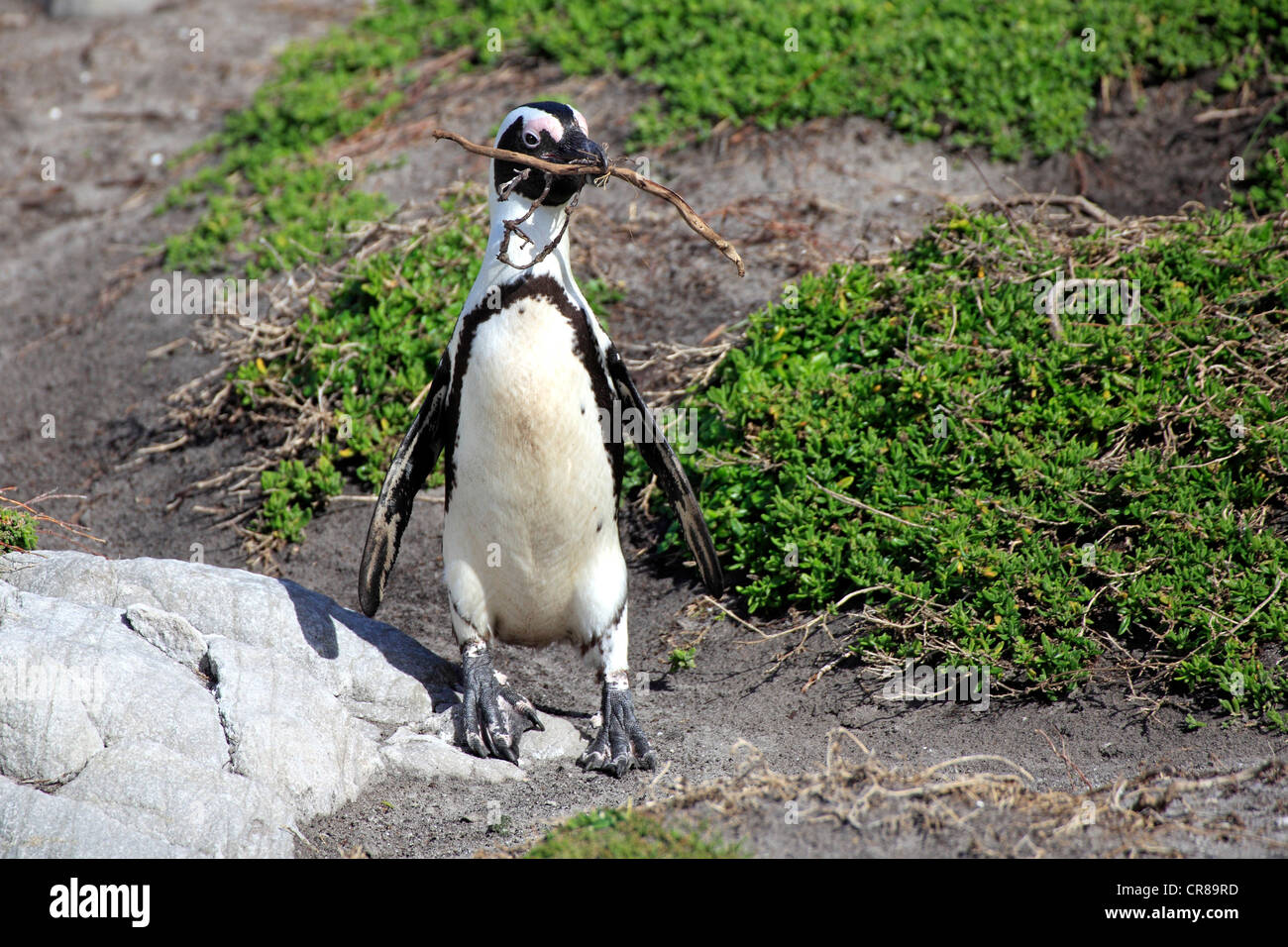 Pinguino africano o nero-footed Penguin (Spheniscus demersus), rock, materiale di nidificazione, Betty's Bay, Sud Africa e Africa Foto Stock