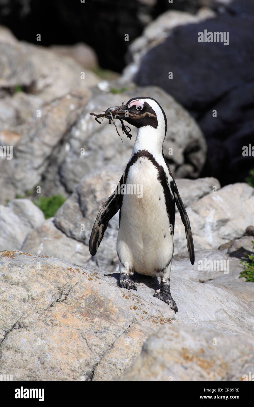 Pinguino africano o nero-footed Penguin (Spheniscus demersus), rocce, materiale di nidificazione, Betty's Bay, Sud Africa e Africa Foto Stock