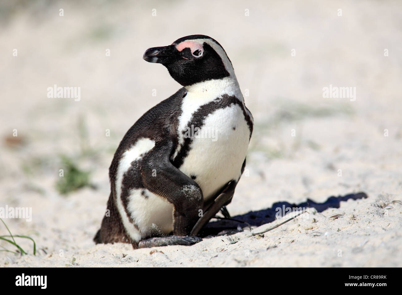 Pinguino africano o nero-footed Penguin (Spheniscus demersus), spiaggia, Boulder, Simon's Town, Sud Africa e Africa Foto Stock