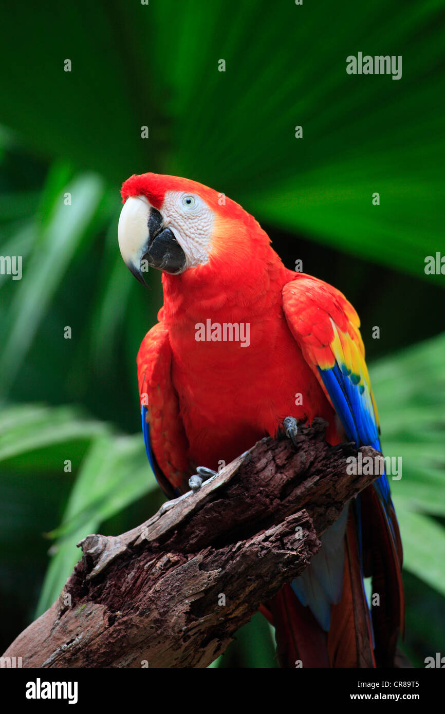 Scarlet Macaw (Ara Macao), Adulto, arroccato, Roatan in Honduras Caraibi, America Centrale e America Latina Foto Stock