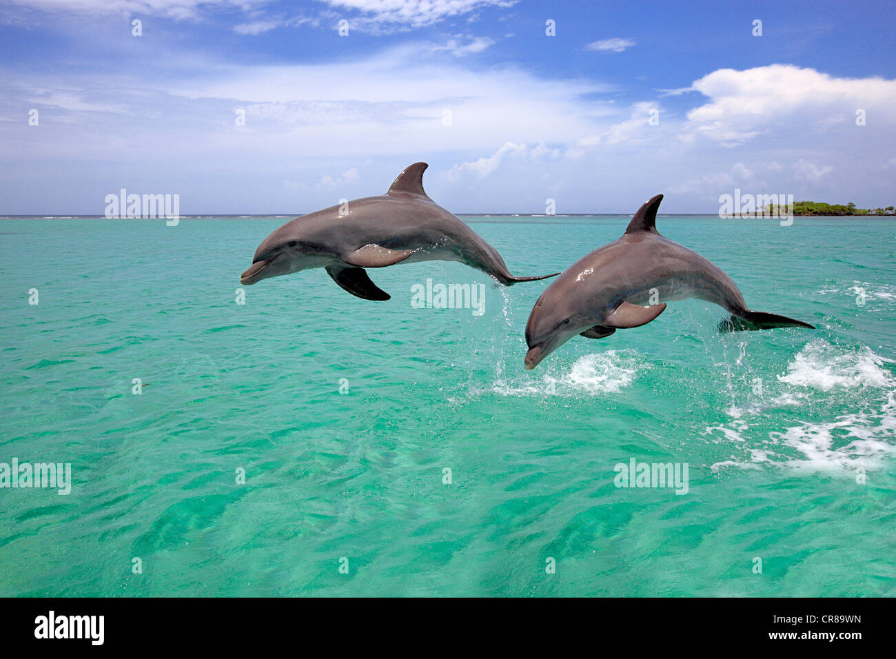 Due delfini a naso di bottiglia (Tursiops truncatus), Adulto, salta fuori del mare, Roatan, Honduras, dei Caraibi e America centrale Foto Stock