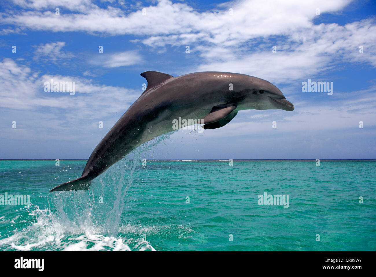 il-tursiope-o-delfino-maggiore-tursiops-truncatus-adulto-salta