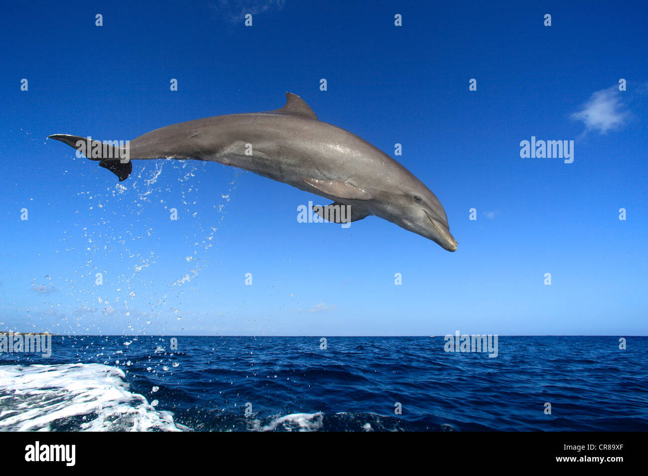 Il tursiope o delfino maggiore (Tursiops truncatus), Adulto, salta fuori del mare, Roatan, Honduras, dei Caraibi e America centrale Foto Stock