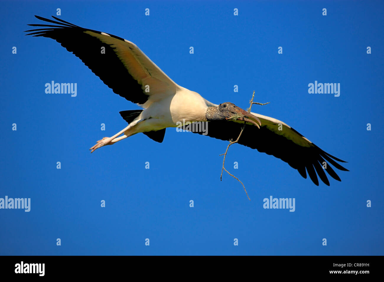 Cicogna in legno (Mycteria americana), Adulto, volare con materiale di nidificazione, Florida, Stati Uniti d'America, America Foto Stock