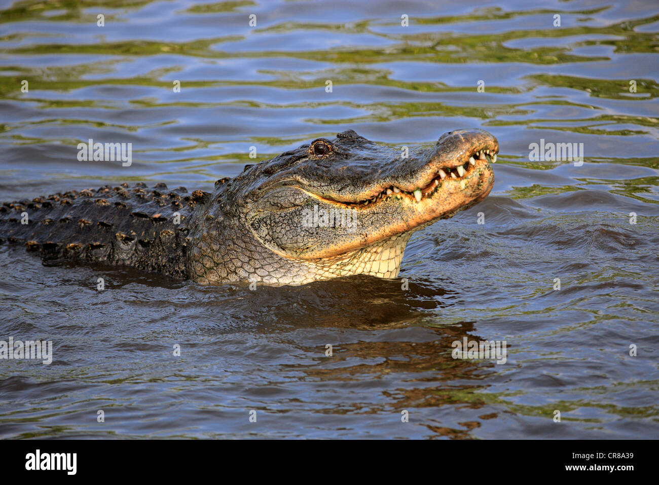 Il coccodrillo americano (Alligator mississippiensis), adulto, in acqua, Florida, Stati Uniti d'America, America Foto Stock