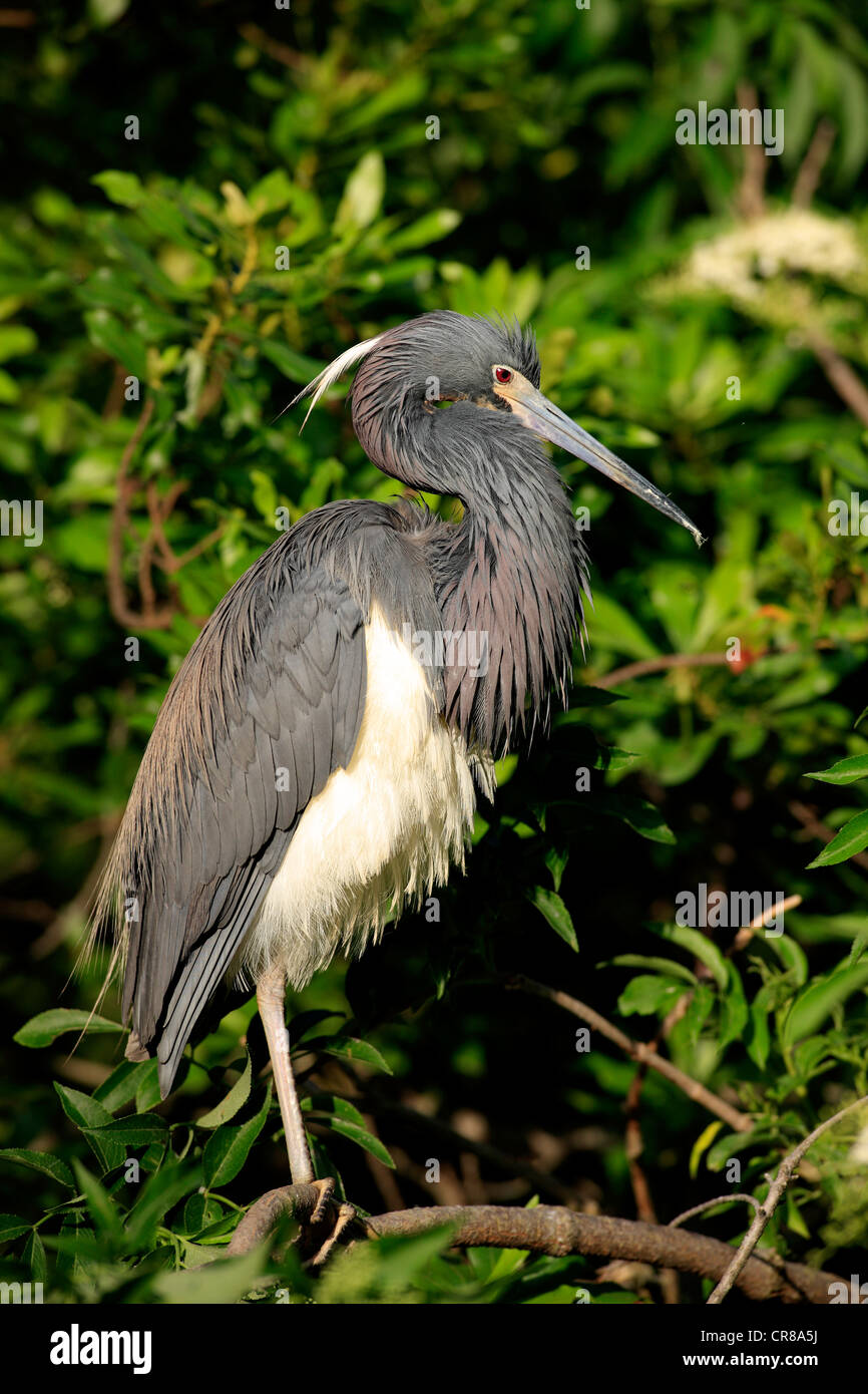 Airone tricolore (Egretta tricolore), Adulto su albero, Florida, Stati Uniti d'America Foto Stock