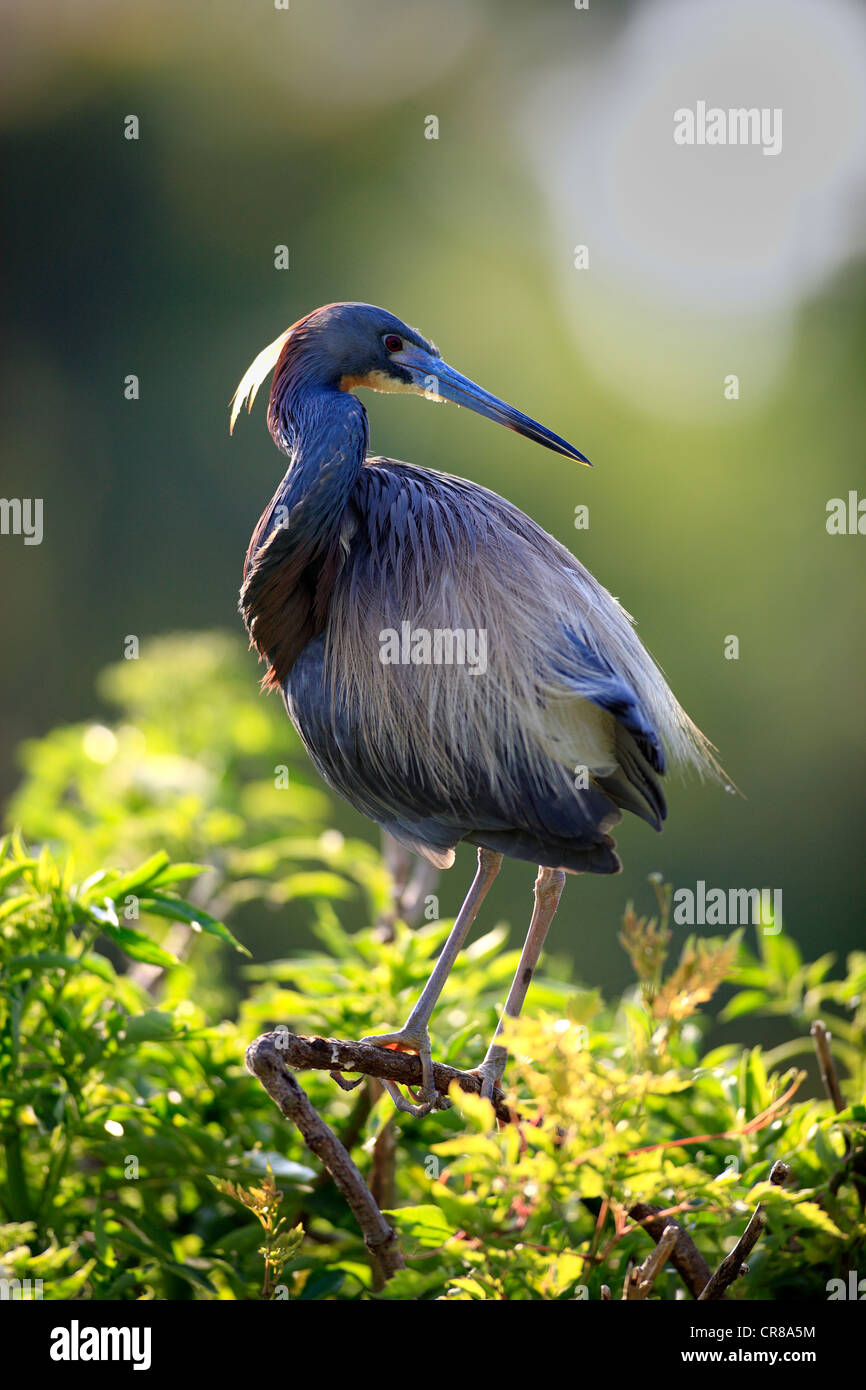 Airone tricolore (Egretta tricolore), Adulto su albero, Florida, Stati Uniti d'America Foto Stock