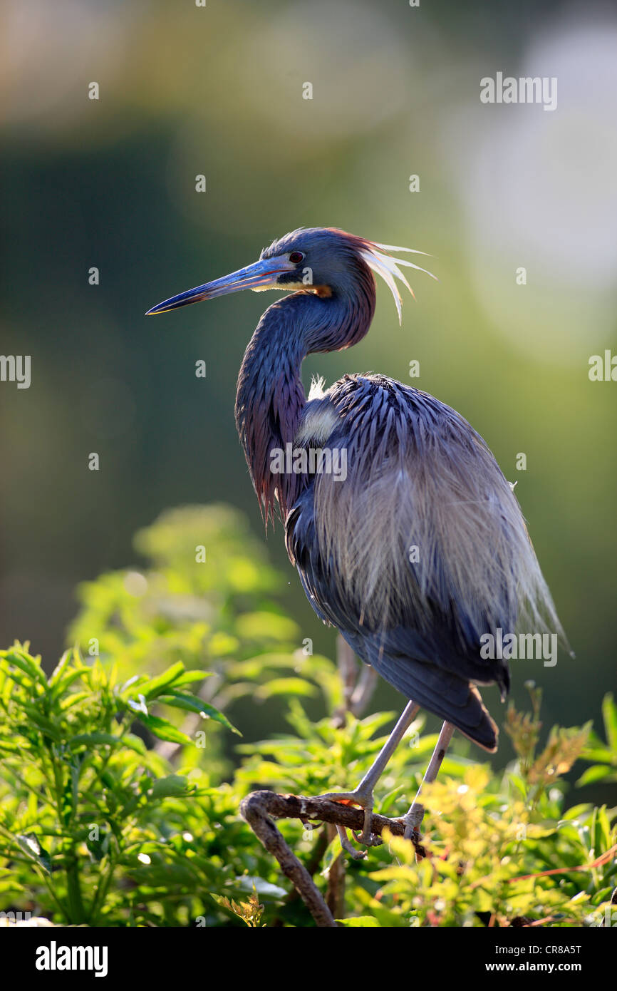 Airone tricolore (Egretta tricolore), Adulto su albero, Florida, Stati Uniti d'America Foto Stock