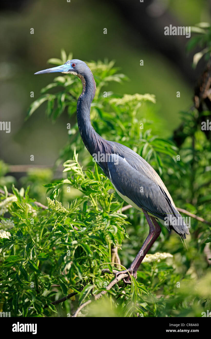 Airone tricolore (Egretta tricolore), Adulto su albero, Florida, Stati Uniti d'America Foto Stock