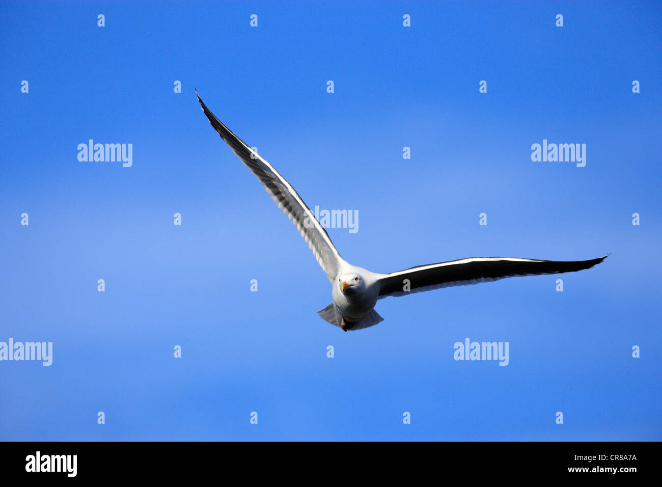 Gabbiano occidentale (Larus occidentalis), Adulto, volare, Monterey, California, USA, America Foto Stock