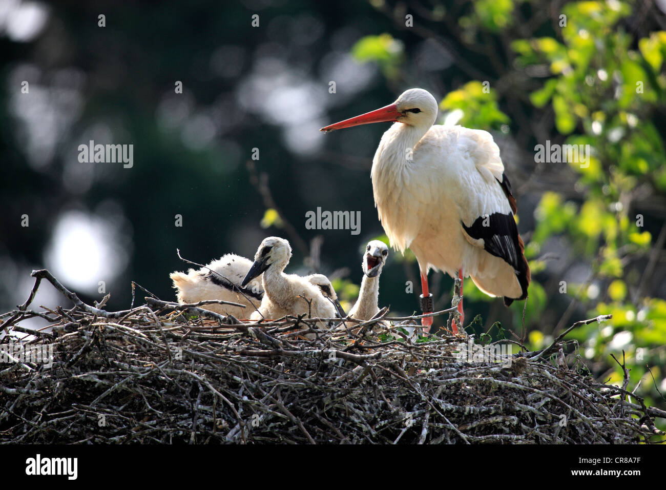 Cicogna bianca (Ciconia ciconia), femmina adulti con uccelli giovani nel nido Foto Stock