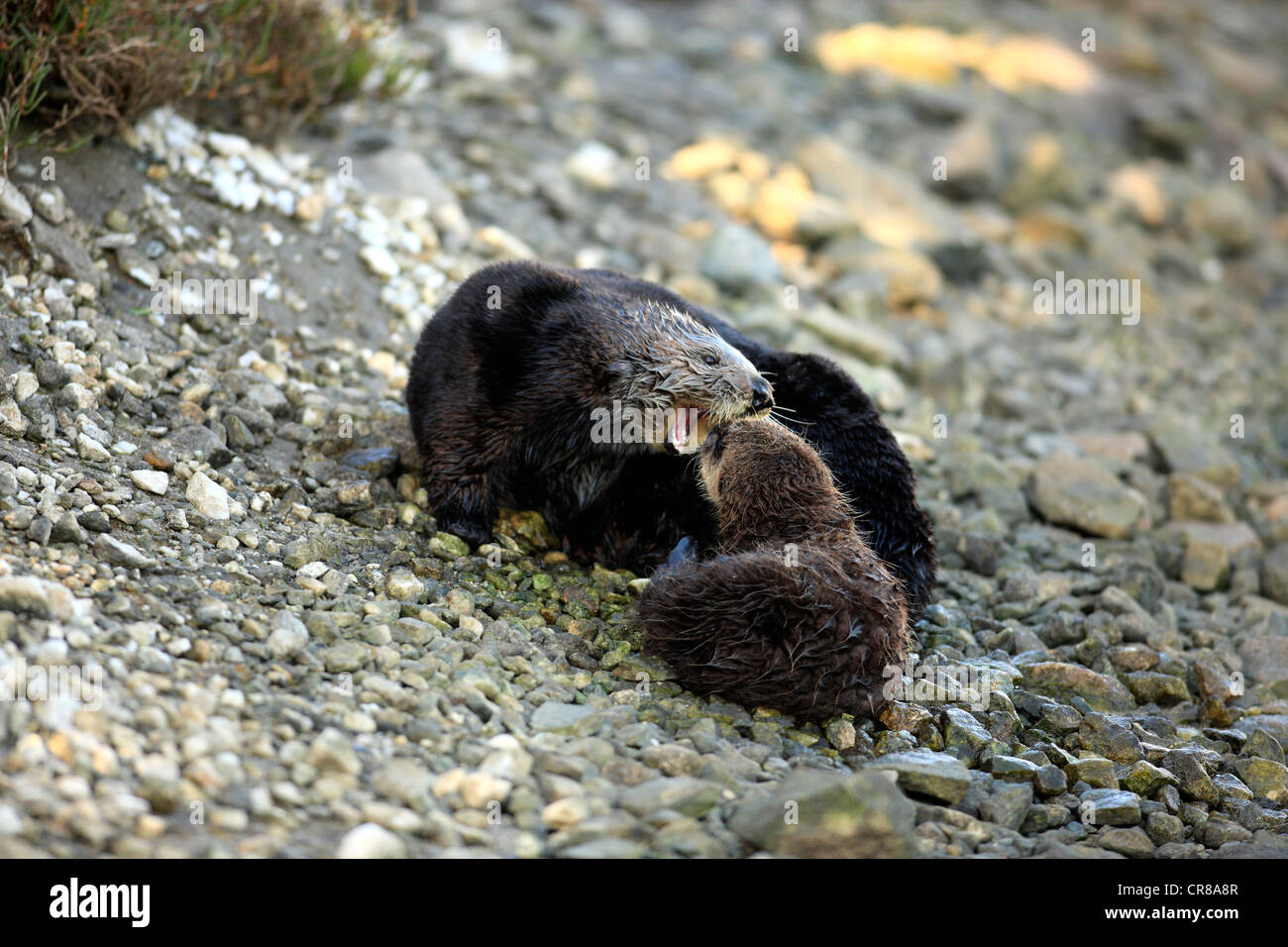 Le lontre marine (Enhydra lutris), femmina adulti con i giovani, Monterey, California, USA, America Foto Stock