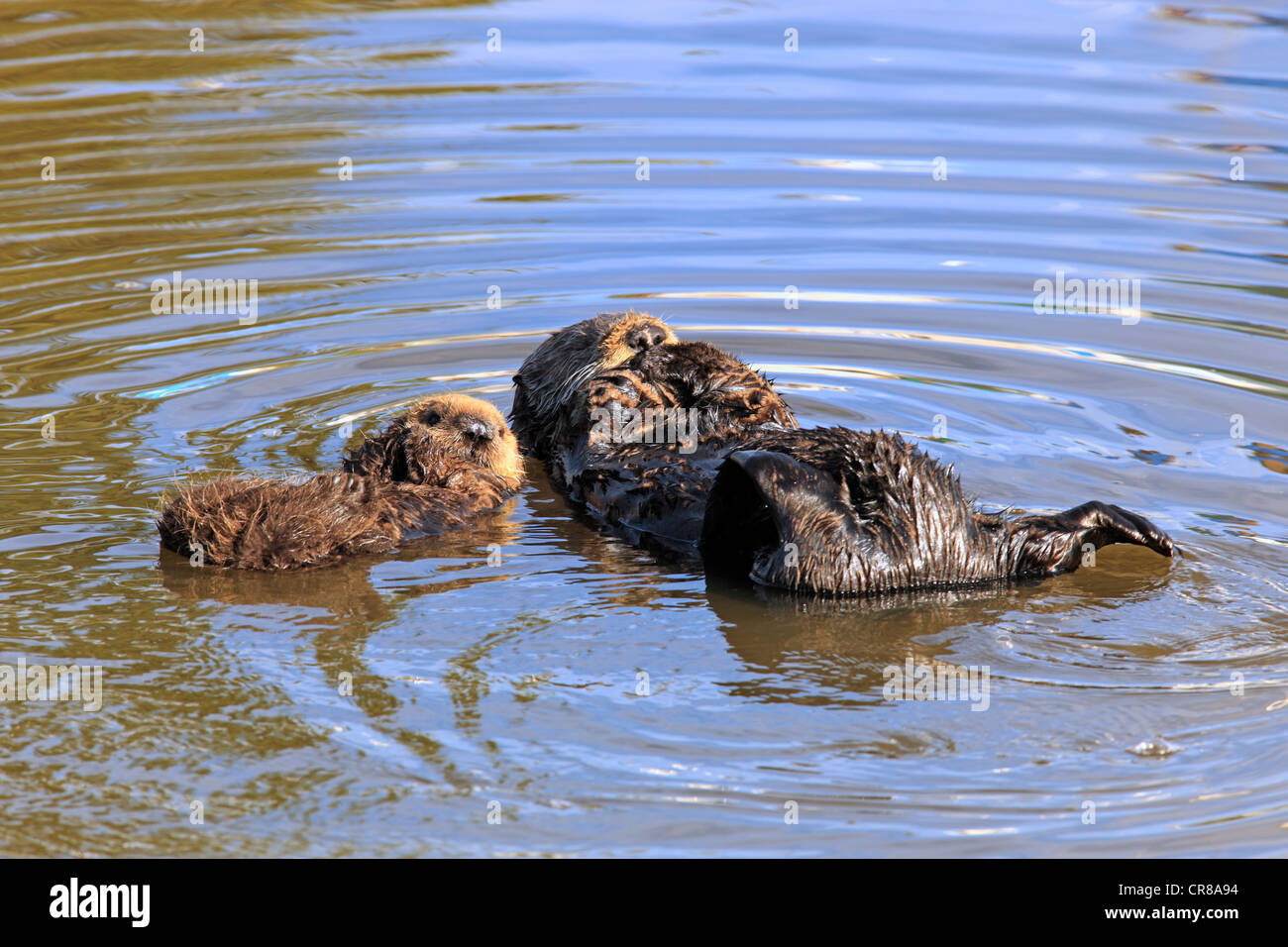 Le lontre marine (Enhydra lutris), femmina adulti con i giovani nell'acqua, Monterey, California, USA, America Foto Stock