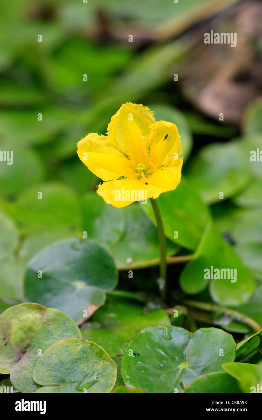 Orlata di acqua-lily, giallo Floating-cuore, acqua frangia (Nymphoides peltata), fiore in un laghetto in giardino Foto Stock