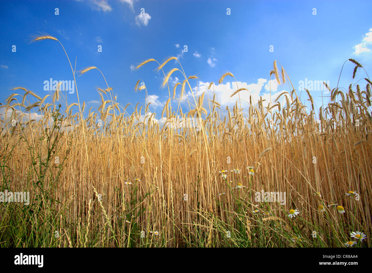 La segala campo prima del raccolto, segala (Secale cereale), cielo blu e nuvole, Germania, Europa Foto Stock