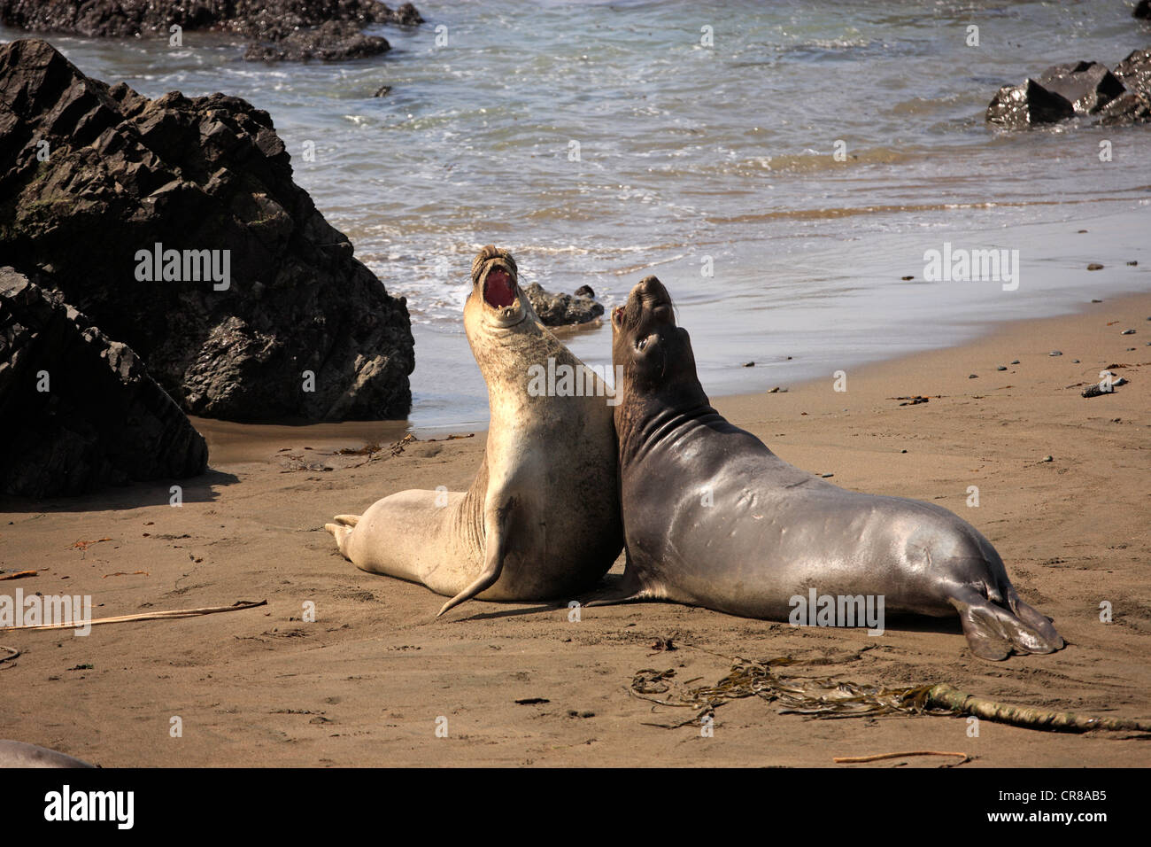 Northern guarnizione di elefante (Mirounga angustirostris), giovani tori sulla spiaggia, Piedra Blancas, CALIFORNIA, STATI UNITI D'AMERICA Foto Stock