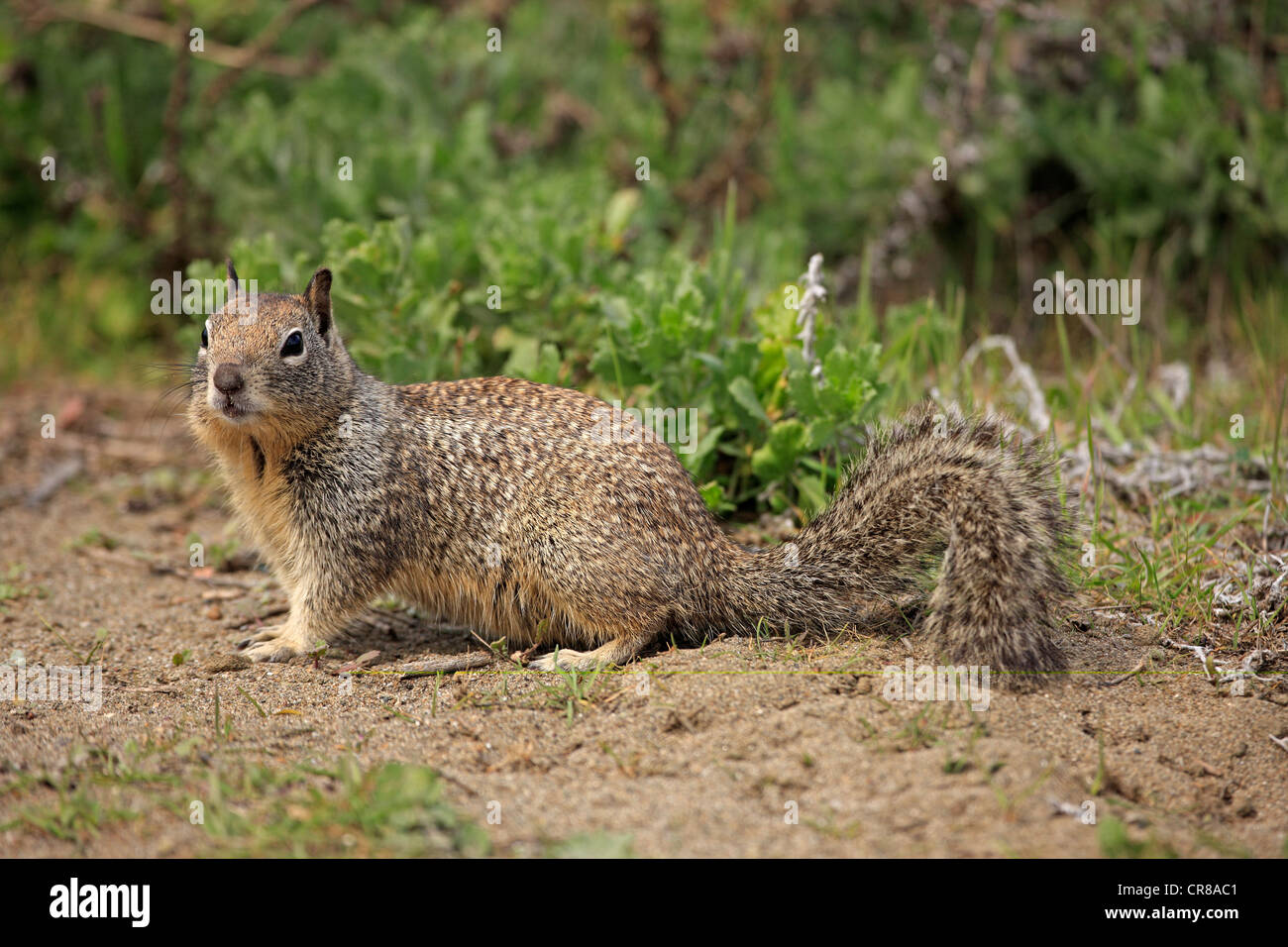 La massa della California scoiattolo (Spermophilus beecheyi), Adulto, alert Monterey, California, USA, America Foto Stock