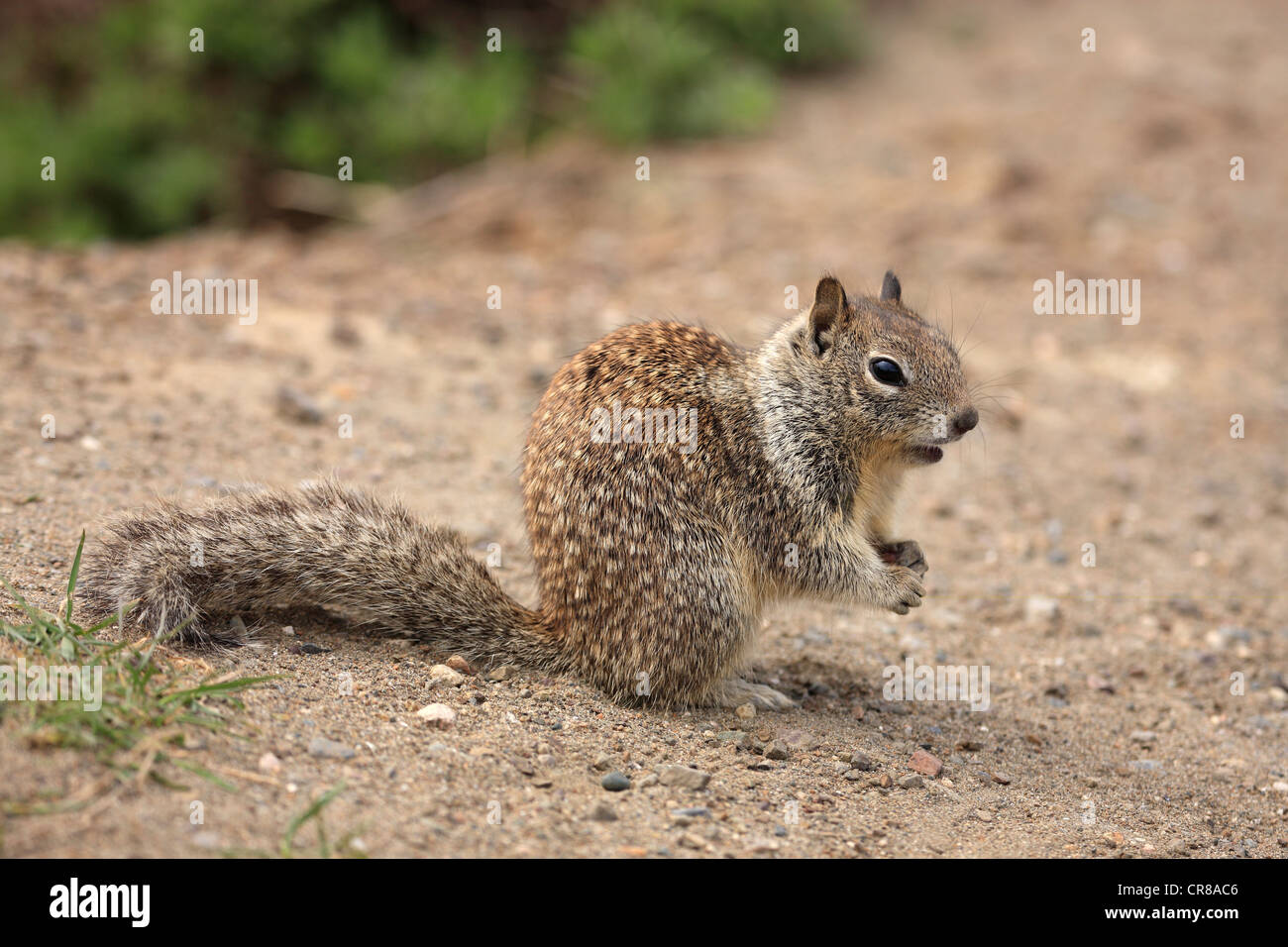 La massa della California scoiattolo (Spermophilus beecheyi), Adulto, alert Monterey, California, USA, America Foto Stock