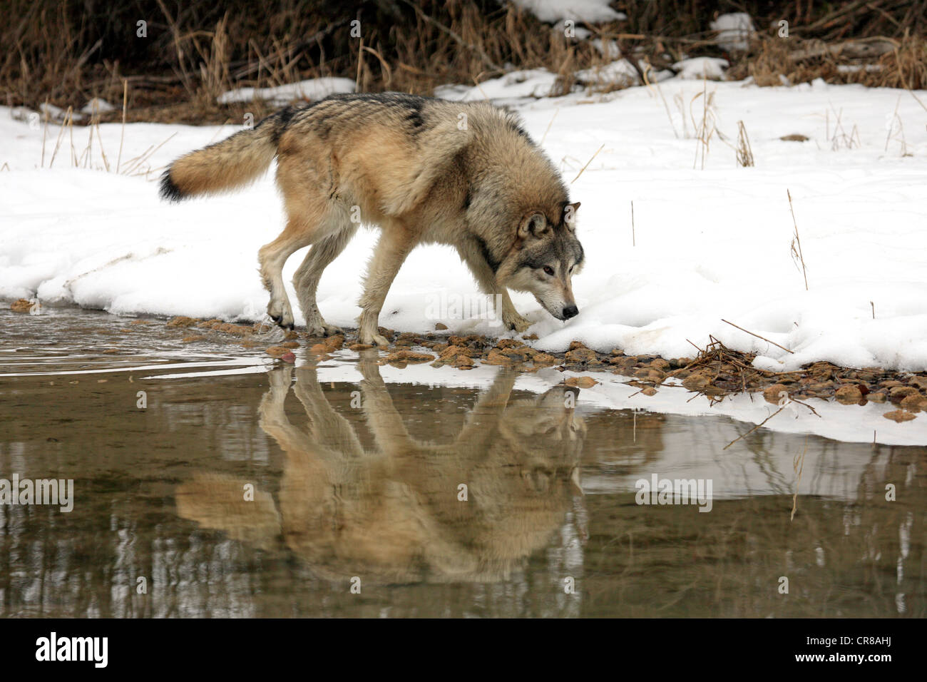 Lupo (Canis lupus), in acqua, inverno, la neve, Montana, USA Foto Stock