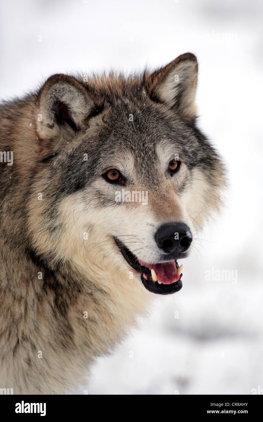 Lupo (Canis lupus), ritratto, inverno, la neve, Montana, USA Foto Stock