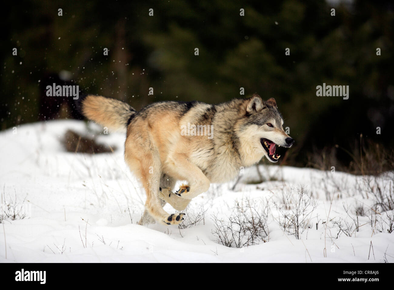 Lupo (Canis lupus), foraggio, inverno, la neve, Montana, USA Foto Stock