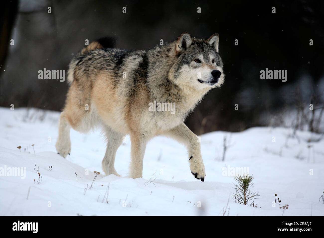 Lupo (Canis lupus), foraggio, inverno, la neve, Montana, USA Foto Stock