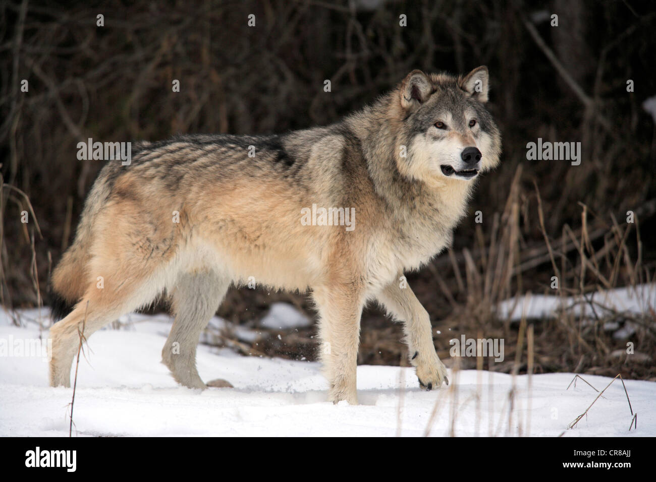 Lupo (Canis lupus), foraggio, neve, in inverno, Montana, USA Foto Stock