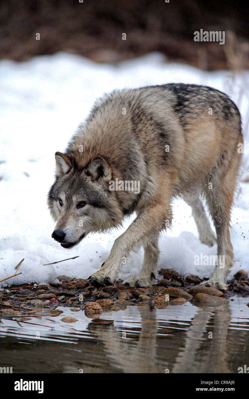 Lupo (Canis lupus), acqua, neve, in inverno, Montana, USA Foto Stock