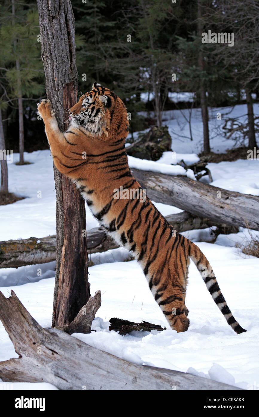 Tigre Siberiana (Panthera tigris altaica), affilare gli artigli su albero, neve, in inverno, Asia Foto Stock