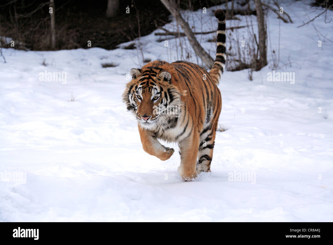 Tigre Siberiana (Panthera tigris altaica), saltando, neve, in inverno, Asia Foto Stock