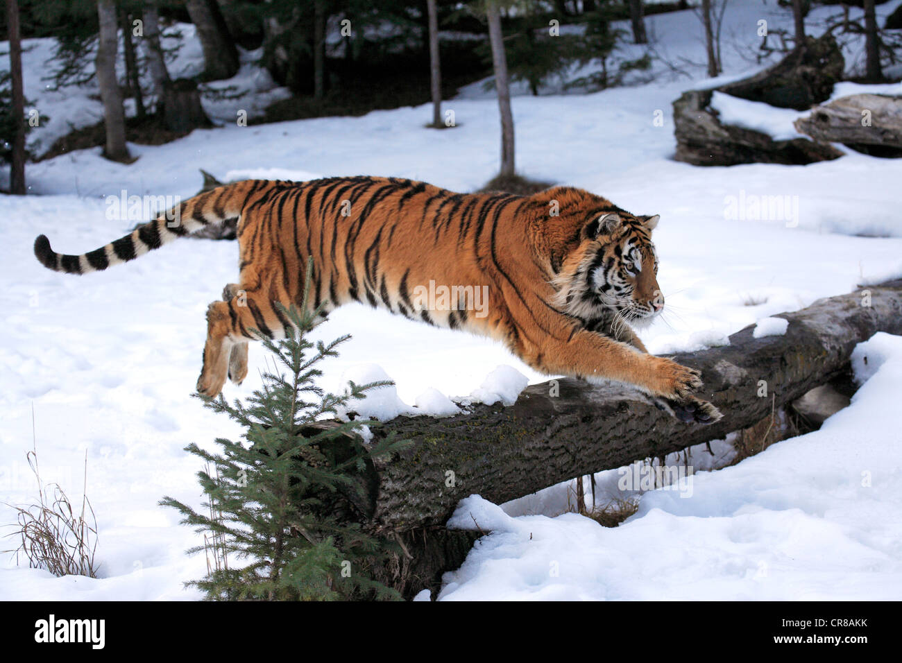 Tigre Siberiana (Panthera tigris altaica), saltando, neve, in inverno, Asia Foto Stock