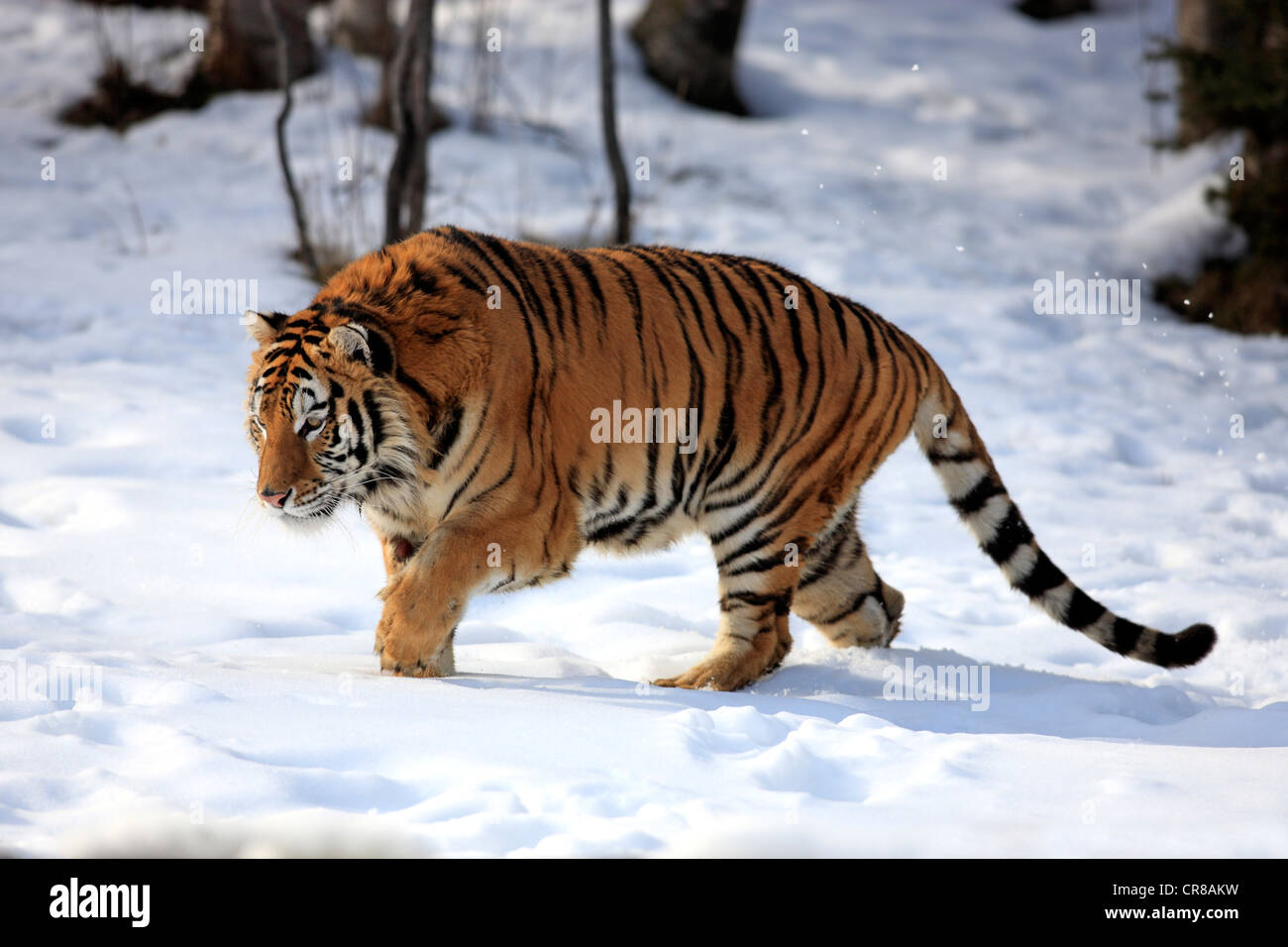 Tigre Siberiana (Panthera tigris altaica), in esecuzione, neve, in inverno, Asia Foto Stock