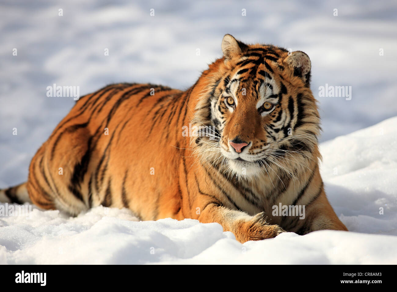 Tigre Siberiana (Panthera tigris altaica), che giace nella neve, in inverno, Asia Foto Stock
