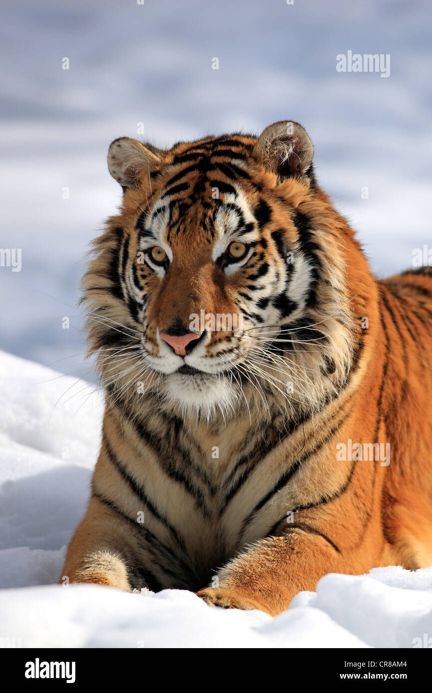 Tigre Siberiana (Panthera tigris altaica), Ritratto, Neve, in inverno, Asia Foto Stock