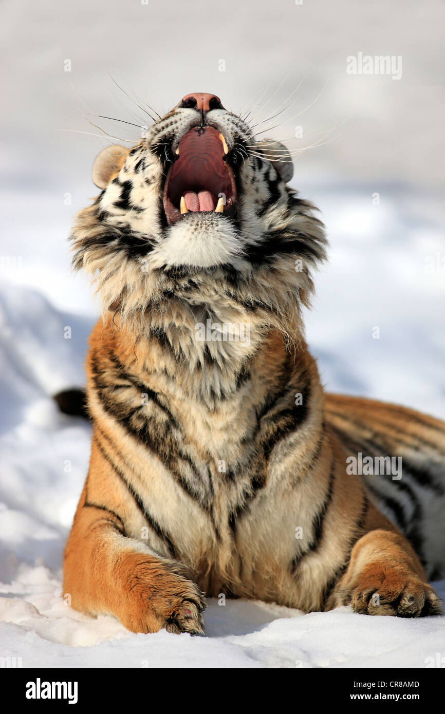 Tigre Siberiana (Panthera tigris altaica), minaccioso gesto, neve, in inverno, Asia Foto Stock